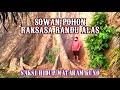 SOWAN POHON RAKSASA RANDU ALAS (SAKSI HIDUP MATARAM KUNO) 700th+