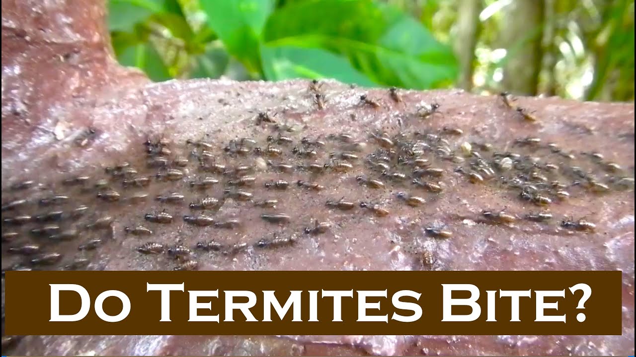 Termite Nests: Termite Bite Images