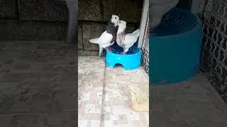 این جفت کبوتر طوقی رو از دست ندین.! #kabutar #pigeon #pigeons #kabutartourhament #kabutarbazi