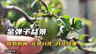 Pruning and fertilization of golden marble flowers and fruits金色の大理石の花と果物の剪定と施肥金彈子開花結果的修剪及施肥