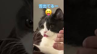 主の足の臭いに悶絶する猫が尊い😹A cat fainting in agony at the smell of the Lord's feet is precious.