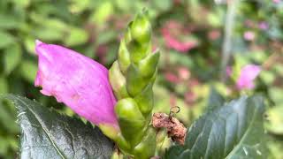Turtlehead Plant Profile