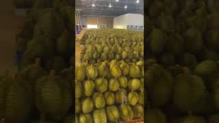 Vietnam Durian Export - 越南榴莲出口#durian #榴莲 #food