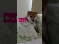 久々に家にいるお兄ちゃんに付き合う柴犬