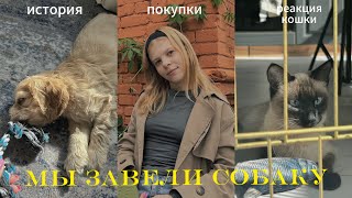 Мы завели собаку 🐶 имя, покупки для малыша, реакций кошки и другое.