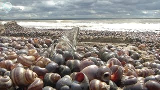 Спасатели-водолазы очистили дно новосибирского пляжа \