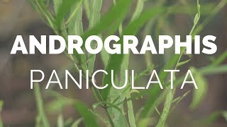 Andrographis Paniculata : Ayurvedic Medicinal Plant