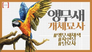 도현쌤의 알록달록 앵무새 개체묘사 🐤 자연물의 특징?!?! 털 묘사엔 OOO이 필수!?!? #앵무새기초디자인 #기초디자인채색 #새그리기 #펜톤미술학원