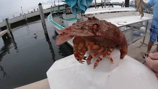 Lobster Season Finale 2018