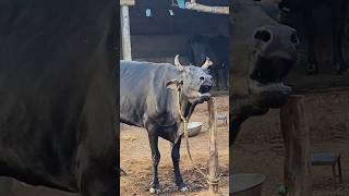 Big Holstein cow Moo sound#cow sound#animal sound#gorur humba humba dak#cow videos