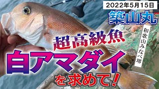 【築山丸】美味すぎるシロアマダイが食べたくてリピート釣行してきました！