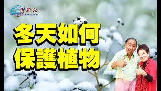 植物如何過冬，防寒？冬天如何保護植物？