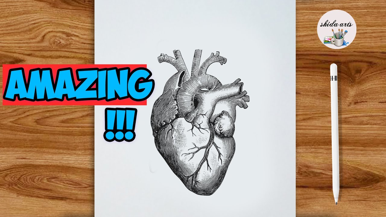 How To Draw Human Heart Step By Step:Human Heart Diagram Drawing #art ...