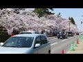 2018 04 21 弘前城桜まつり開催日初日の昼12時頃の風景