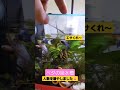 ベタの姫 メス 水槽🐠