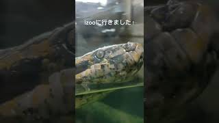 izooに行きました