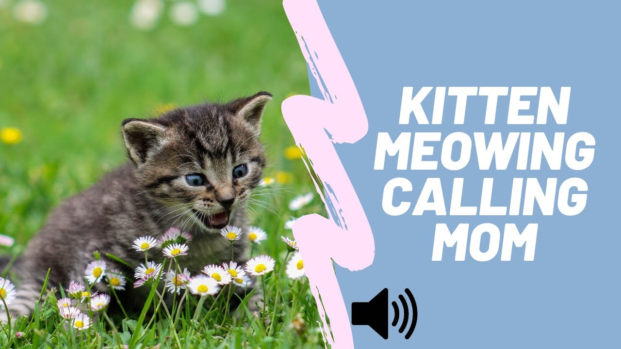 Kitten Meowing Calling Mom Meowing Kitten Calling For Mum Youtube