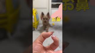 手の輪っかにお鼻入れる犬#shorts #yorkshireterrier #dog #cute #いぬ