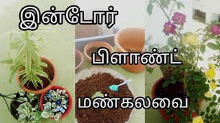 Indoor plant Mankalavai  இன்டோர் பிளாண்ட் மண்கலவை