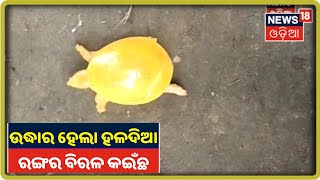 Balasore: ସୋର ବ୍ଲକ ସୁଜନପୁର ଗାଁରୁ ଏକ ହଳଦିଆ ରଙ୍ଗର ବିରଳ କଇଁଛ ଉଦ୍ଧାର