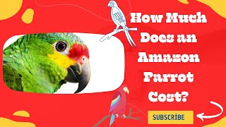 How Much Does an Amazon Parrot Cost? (2022 Price Guide)