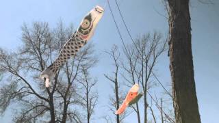 U.S. premiere of Koinobori Project in Middletown, CT