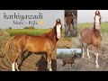 Kathiyawadi Mare :- Bijli⚡Sire :- chandra Riding Full video & Beautiful Filly :- Kehar #kathiyawadi