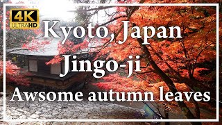 Jingo-ji🍁 A famous temple with beautiful autumn foliage in Takao, a secluded area of Kyoto.