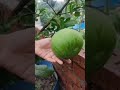 ১ গাছে ৯ টি জাম্বুরা 😱 ছাদবাগান plant plants