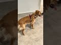 1 year old golden retriever gets to see his new house after being an apartment dog all his life