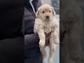 goldenretriever funny puppy funnyshorts viralshort viral trending trendingshorts dm for more