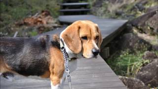 野鳥の声　ビーグル犬ビリーと歩く　奈良　神野山