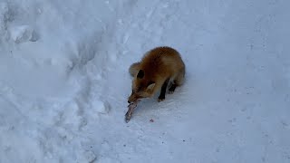 【野生のキタキツネ】#網走　#キタキツネ　#野生　#キツネ