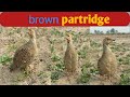 Brown Partridge pair love time ! Brown Partridge Beautiful voice ! Brown Partridge feed time !