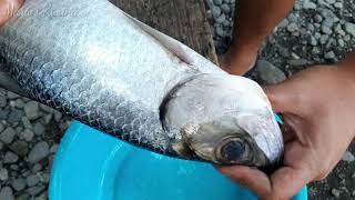 Grilled Buan-Buan (Tarpon Fish)