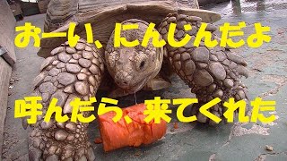 大好きなにんじん、リクガメを呼んだら、来たよ！　My tortoise reacted by calling for food!