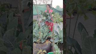 Harvesting एक जादू है/ #harvesting #harvest #kitchengarden #orgenicvegetable #vegetables #caretips