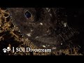 Seamount East of San Cristóbal Island | SOI Divestream 583