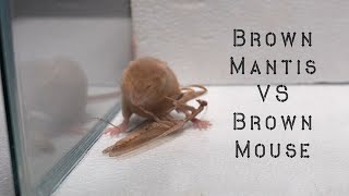 Warning!! Praying Mantis VS Brown Mouse