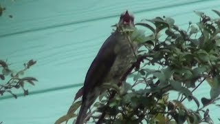 ヒヨドリの早朝の鳴き声　Brown-eared Bulbul