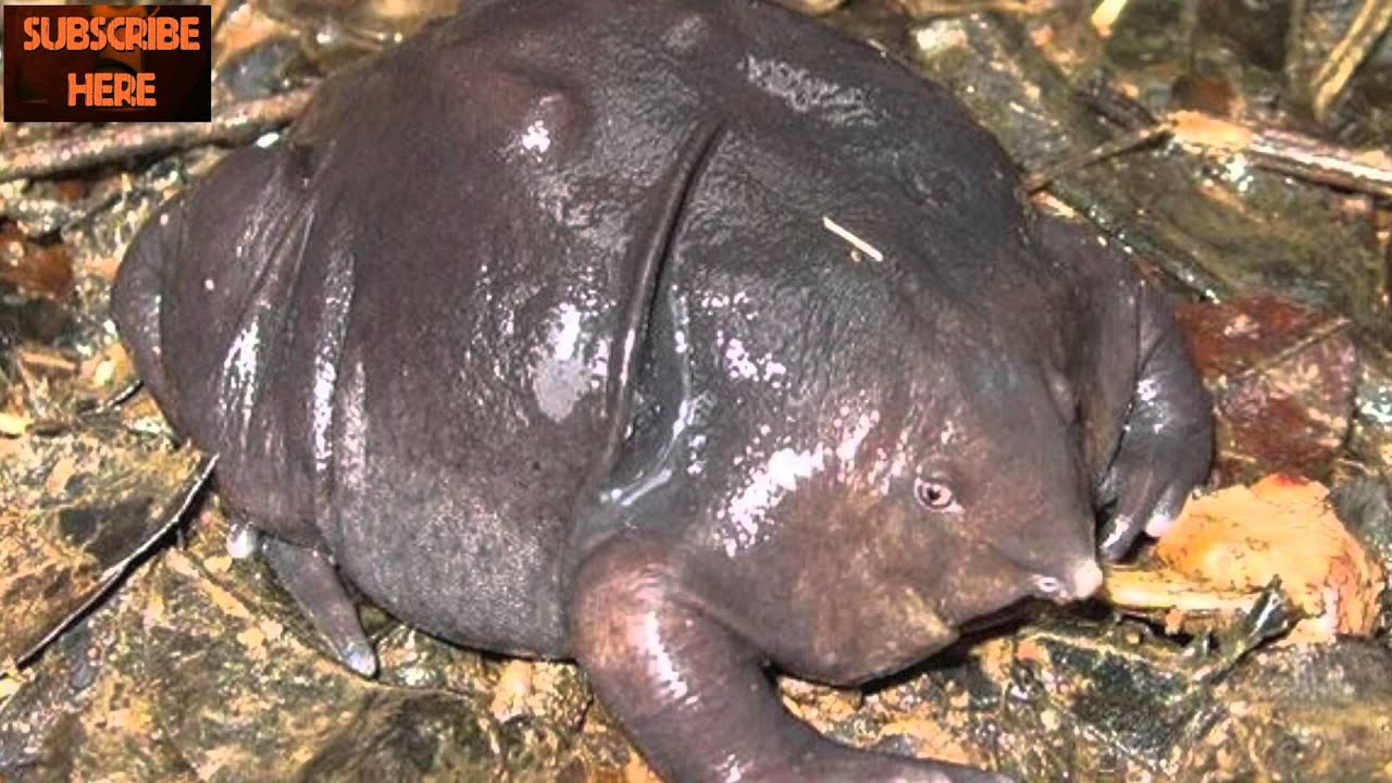 Top 10 Weirdest Animals - YouTube