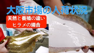 【中央市場】「養殖ヒラメとの違い　天然ヒラメのお腹は真っ白！」The Distinction Between Wild and Farmed Halibut