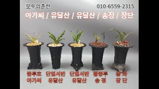 03.20 종자목 추천 드리는 명품 춘란