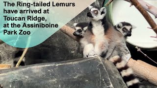 The Ring-tailed Lemurs have arrived at Toucan Ridge, at the Assiniboine Park Zoo @papaatthezoo