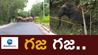 Tirupathi Updates : తిరుపతి లో గజరాజుల హల్ చల్ | ZEE Telugu News