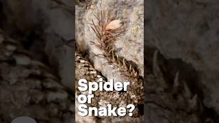 MIND-BLOWING Spider Tailed viper  Secrets Revealed