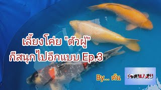 เลี้ยงปลาโค่ย​ ตัวผู้​ ก็สนุกไปอีกแบบ​ Ep.3