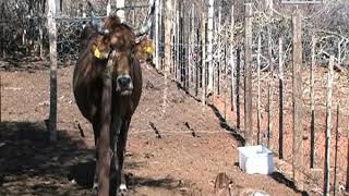 Otjozondjupa Region farmers diversify their farming activities - NBC