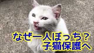 残された子猫が母猫から威嚇される！助けを求めて鳴く姿・保護猫活動のきっかけとなった記録とエピソード③