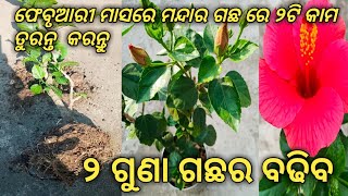 ଫେବୃଆରୀ ମାସ ରେ ମନ୍ଦାର ଗଛରେ ୨ଟି କାମ ତୁରନ୍ତ କରନ୍ତୁ / ୨ ଗୁଣା ଗଛ ବଢିବା ପାଇଁ